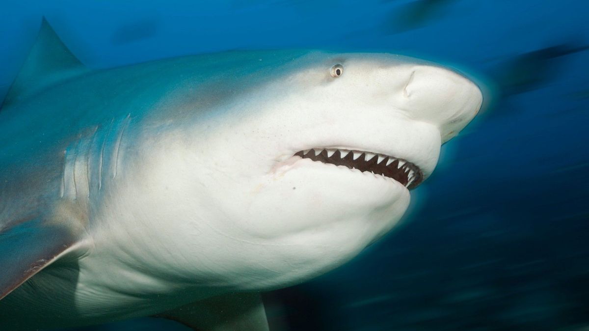 Žralok zaútočil na Brita jen deset metrů od exotické pláže. Muž přišel o ruku a nohu